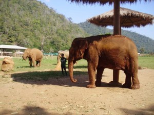 Elephant near Chiang Mai