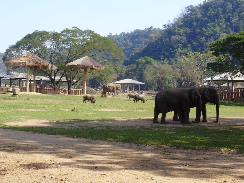  Elephant Park